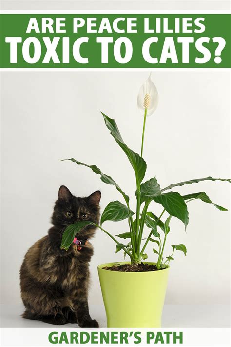 peace lily bad for cats.